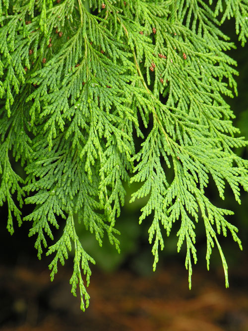 False Cedar Genera Common Trees of the Pacific Northwest